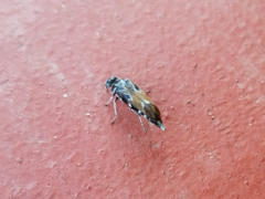 Glipa hilaris