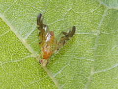 Strauzia longipennis