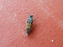 Glipa hilaris