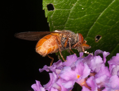 Rhingia rostrata