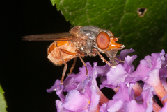 Rhingia rostrata