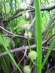 Sparganium emersum