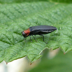 Agrilus ruficollis