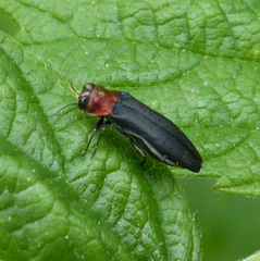 Agrilus ruficollis