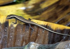 Trachylepis comorensis