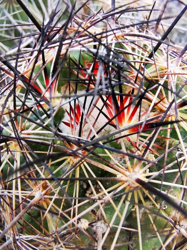 Coryphantha delaetiana