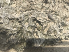 Echinolittorina tuberculata