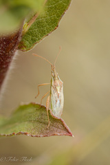 Harmostes