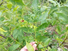 Fraxinus pennsylvanica