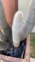 Cleistocactus