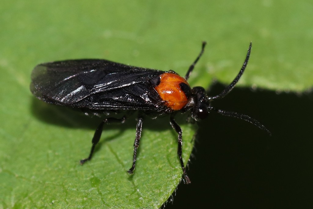 Hibiscus Sawfly