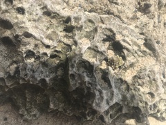 Echinolittorina tuberculata