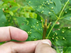 Fraxinus pennsylvanica