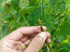 Fraxinus pennsylvanica