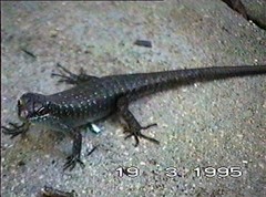 Trachylepis comorensis