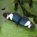 Heliconius eleuchia eleusinus - Photo (c) Lepidoptera Colombiana 🇨🇴, vissa rättigheter förbehållna (CC BY-NC), uppladdad av Lepidoptera Colombiana 🇨🇴