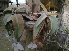 Kalanchoe gastonis-bonnieri
