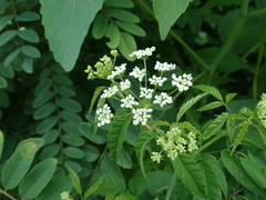 Cicuta maculata maculata