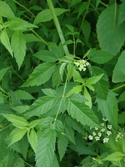 Cicuta maculata maculata