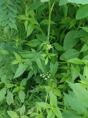 Cicuta maculata maculata