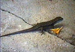 Trachylepis comorensis