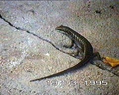 Trachylepis comorensis