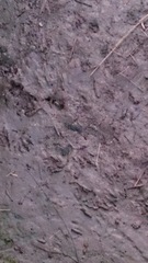 Myocastor coypus