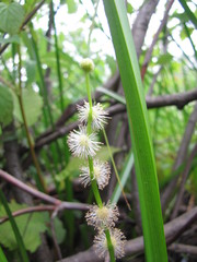 Sparganium emersum