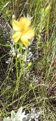 Linum sulcatum