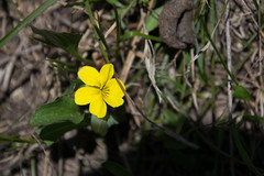 Viola praemorsa