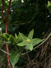 Gonolobus grandiflorus