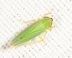 Draeculacephala noveboracensis