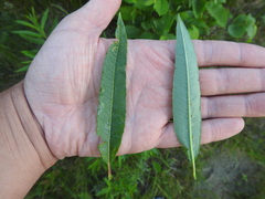 Salix pellita