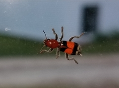 Enoclerus muttkowskii