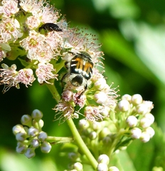 Trichiotinus affinis