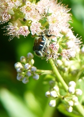Trichiotinus affinis