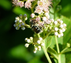 Trichiotinus affinis
