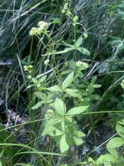Galium oreganum