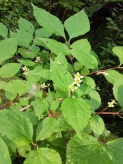 Philadelphus tenuifolius