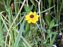 Coreopsis floridana