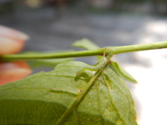 Ceratomia undulosa