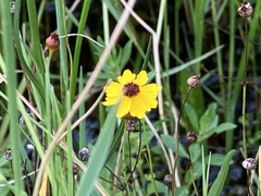 Coreopsis floridana
