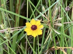Coreopsis floridana
