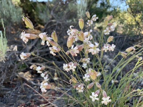 Silene douglasii
