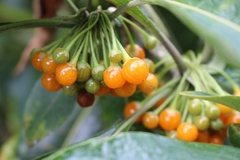 Acnistus arborescens image