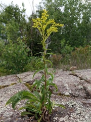 Solidago