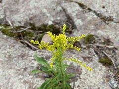 Solidago