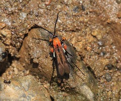 Aurantiosphecia
