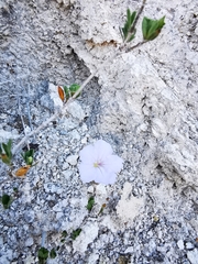 Acleisanthes