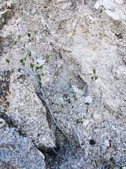 Acleisanthes